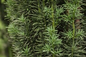 Taxus baccata Fastigiata Robusta C 2 30- 40