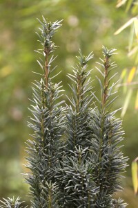 Taxus baccata Fastigiata Robusta C 2 30- 40