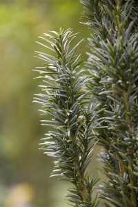 Taxus baccata Fastigiata Robusta C 2 30- 40