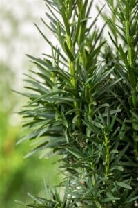 Taxus baccata Fastigiata Robusta C 2 30- 40