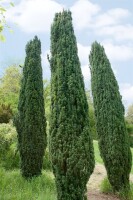 Taxus baccata Fastigiata Robusta C 2 30- 40