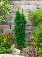 Taxus baccata Fastigiata Robusta C 2 30- 40