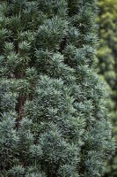 Taxus baccata Fastigiata Robusta C 2 30- 40