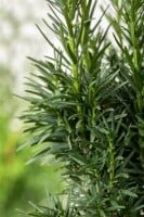 Taxus baccata Fastigiata Robusta C 2 30- 40