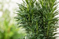 Taxus baccata Fastigiata Robusta C 2 30- 40