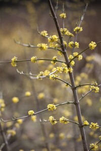 Cornus mas C15 100- 125