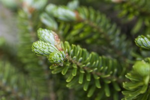 Abies koreana Molli 3xv 30- 40 cm