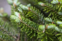 Abies koreana Molli 3xv 30- 40 cm