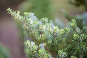 Abies koreana Molli 3xv mB 40- 50 cm