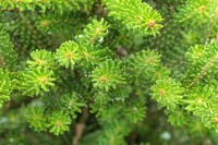 Abies koreana Molli 3xv mB 40- 50 cm