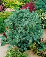 Abies koreana Tanja 25- 30 cm