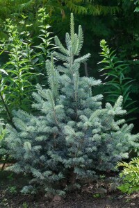 Abies lasiocarpa Compacta 4xv mB 80- 100 cm