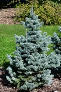 Abies lasiocarpa Compacta 4xv mB 80- 100 cm