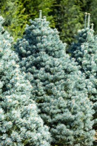 Abies lasiocarpa Compacta 4xv mB 80- 100 cm