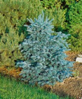 Abies lasiocarpa Compacta 4xv mB 80- 100 cm