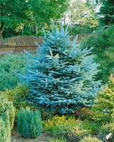 Abies lasiocarpa Compacta 4xv mB 80- 100 cm