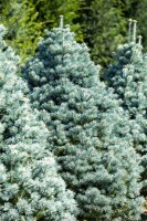 Abies lasiocarpa Compacta 4xv mB 80- 100 cm