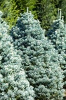 Abies lasiocarpa Compacta 30- 40 cm