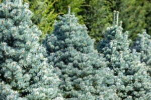 Abies lasiocarpa Compacta 60- 70 cm