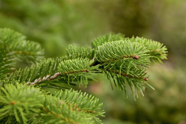 Abies nordmanniana 40- 60 cm