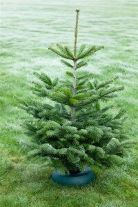 Abies nordmanniana 40- 60 cm