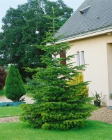 Abies nordmanniana 40- 60 cm