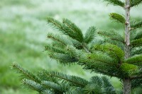 Abies nordmanniana 40- 60 cm