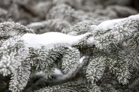 Abies nordmanniana 40- 60 cm