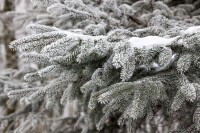 Abies nordmanniana 40- 60 cm