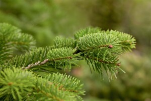 Abies nordmanniana 4xv mDb 150- 175 cm kräftig