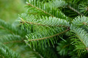 Abies nordmanniana 4xv mDb 150- 175 cm kräftig