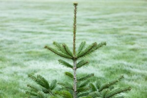 Abies nordmanniana 4xv mDb 150- 175 cm kräftig