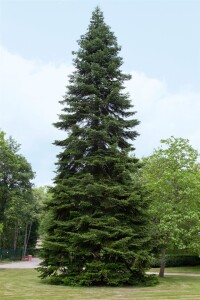 Abies nordmanniana 4xv mDb 150- 175 cm kräftig