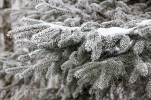 Abies nordmanniana 4xv mDb 150- 175 cm kräftig