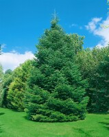 Abies nordmanniana 4xv mDb 150- 175 cm kräftig