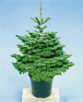 Abies nordmanniana 4xv mDb 150- 175 cm kräftig