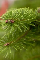 Abies nordmanniana 4xv mDb 150- 175 cm kräftig