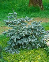 Abies procera Glauca                     mb 150-175 cm kräftig