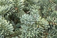 Abies procera Glauca                     mb 150-175 cm kräftig