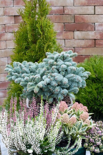 Abies procera Wiesmoornixe Stammhöhe 60 cm