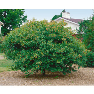 Acer ginnala 40- 60 cm