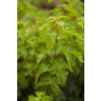 Acer ginnala 150- 200 cm
