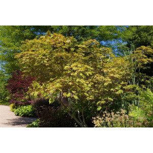 Acer japonicum Aconitifolium 60- 80 cm