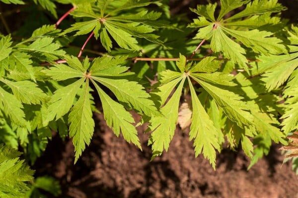 Acer japonicum Aconitifolium mB 80- 100 cm