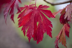 Acer japonicum Aconitifolium mB 80- 100 cm