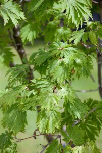 Acer japonicum Aconitifolium mB 80- 100 cm