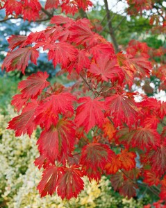 Acer japonicum Aconitifolium mB 80- 100 cm