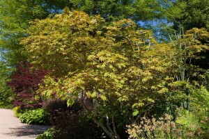 Acer japonicum Aconitifolium mB 80- 100 cm