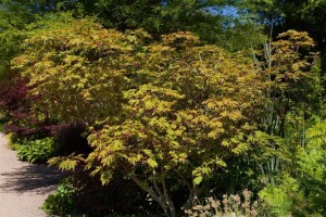 Acer japonicum Aconitifolium mB 80- 100 cm