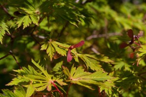 Acer japonicum Aconitifolium mB 80- 100 cm